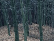 Výprava světlušek Výprava světlušek